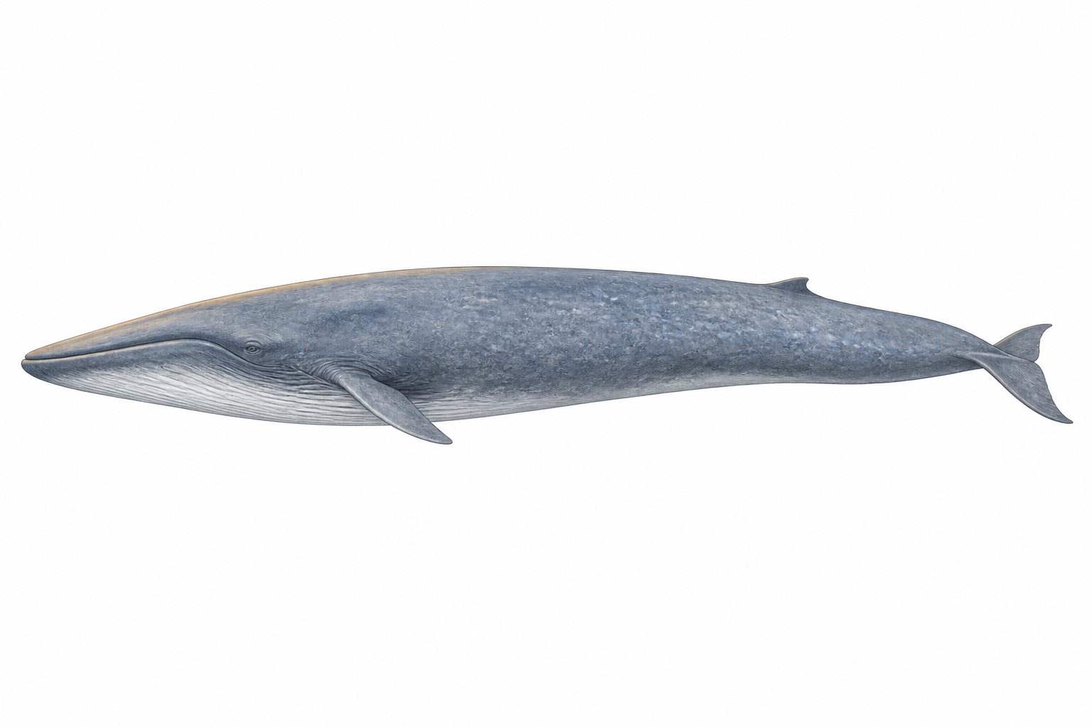 Pencil and light-watercolour study of a single Blue whale (Balaenoptera musculus) on a white background