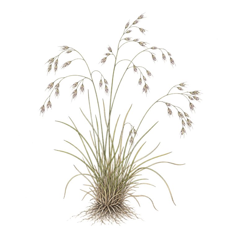 Illustration of a single Azores endemic — Agrostis gracililaxa subsp. gracililaxa (Agrostis gracililaxa subsp. gracililaxa) for the Azores species directory