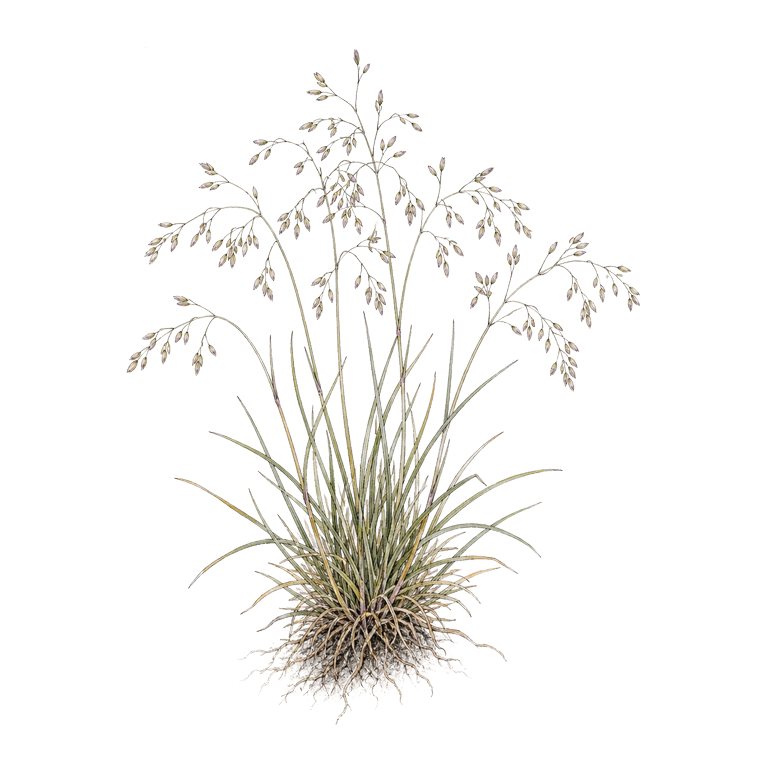 Illustration of a single Azores endemic — Agrostis gracililaxa subsp. mutica (Agrostis gracililaxa subsp. mutica) for the Azores species directory