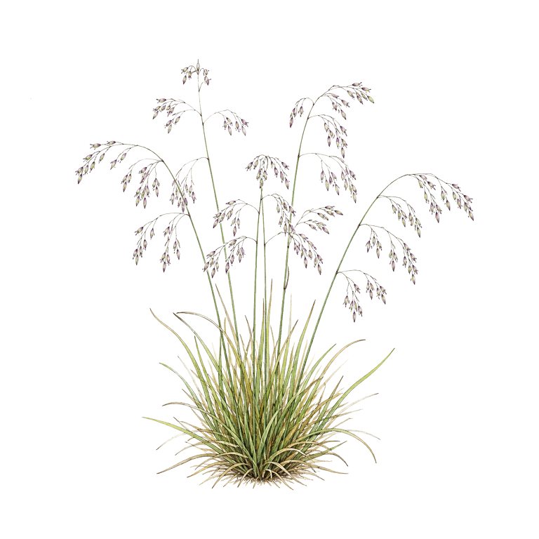 Illustration of a single Azores endemic — Agrostis gracililaxa (Agrostis gracililaxa) for the Azores species directory