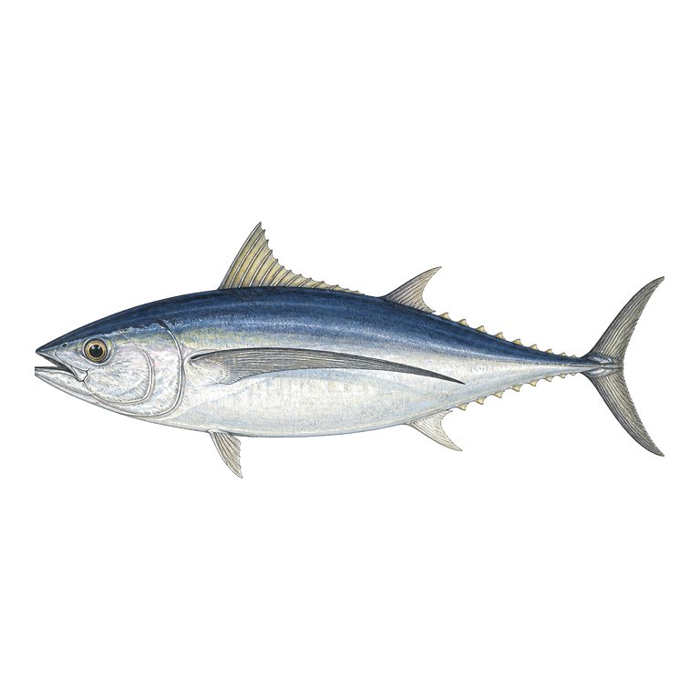 Illustration of a single Albacore (Thunnus alalunga) for the Azores species directory