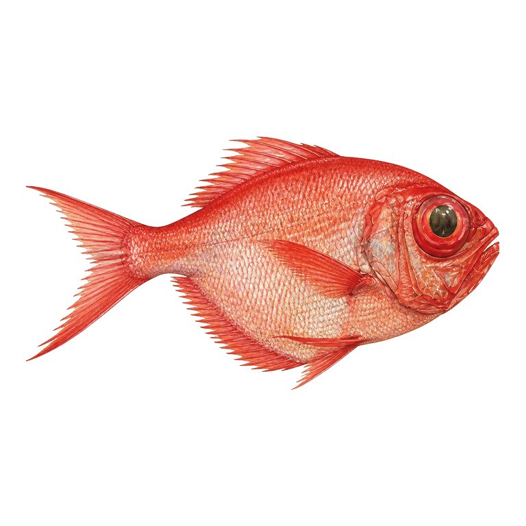 Illustration of a single Alfonsino (Beryx decadactylus) for the Azores species directory
