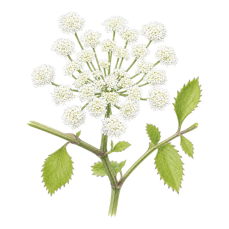Illustration of a single Azores endemic — Ammi seubertianum (Ammi seubertianum) for the Azores species directory