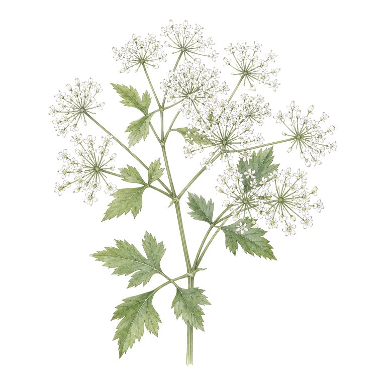 Illustration of a single Azores endemic — Ammi trifoliatum (Ammi trifoliatum) for the Azores species directory