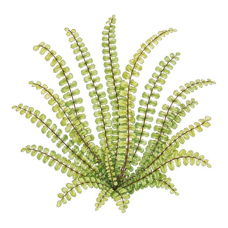 Illustration of a single Azores endemic — Asplenium azoricum (Asplenium azoricum) for the Azores species directory