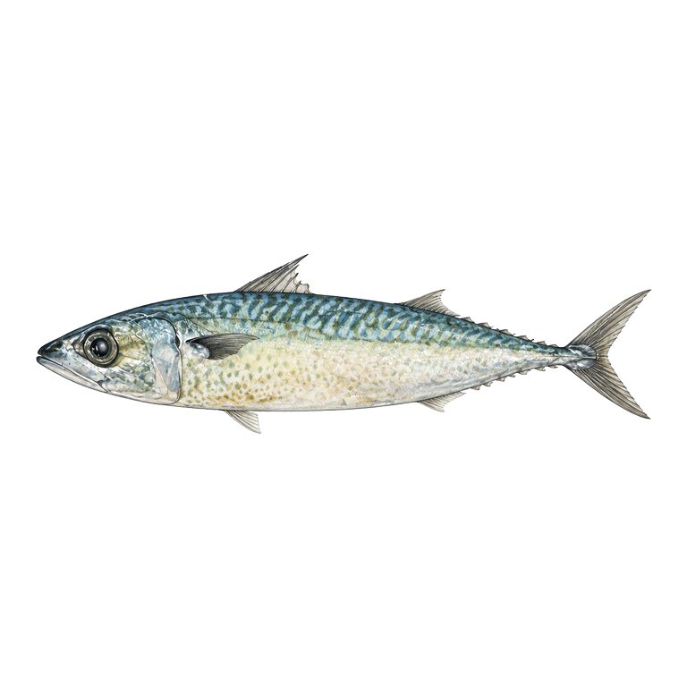 Illustration of a single Atlantic chub mackerel (Scomber colias) for the Azores species directory