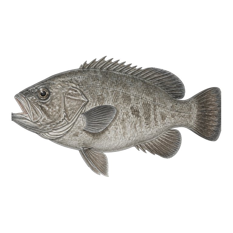 Illustration of a single Atlantic wreckfish (Polyprion americanus) for the Azores species directory