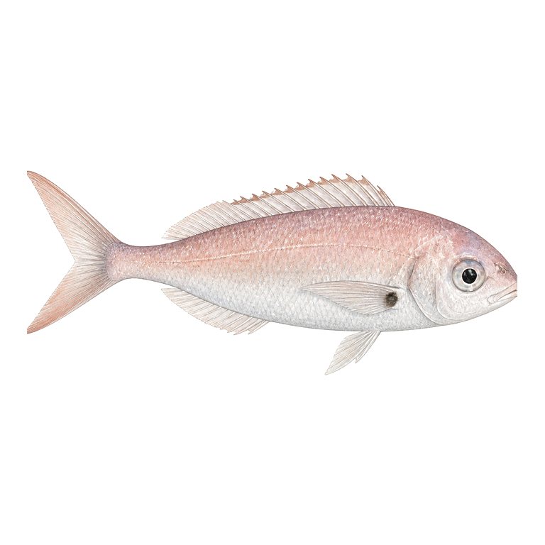 Illustration of a single Axillary seabream (Pagellus acarne) for the Azores species directory