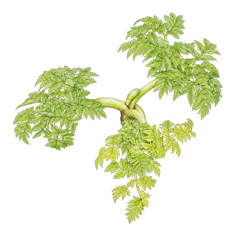 Illustration of a single Azorean angelica (Angelica lignescens) for the Azores species directory