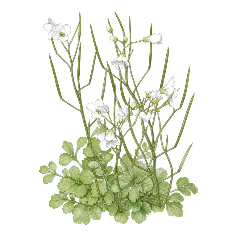 Illustration of a single Azorean bittercress (Cardamine caldeirarum) for the Azores species directory