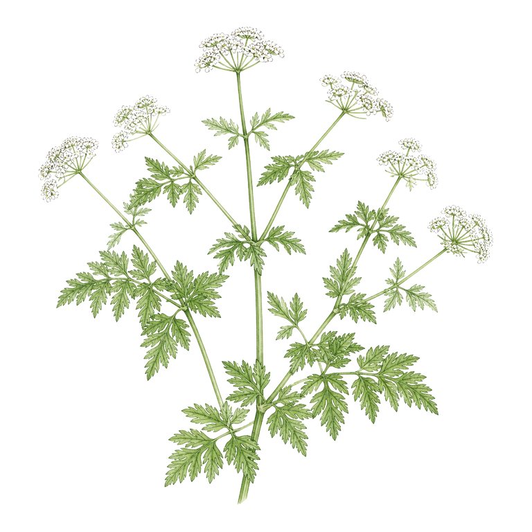 Illustration of a single Azorean chervil (Chaerophyllum azoricum) for the Azores species directory