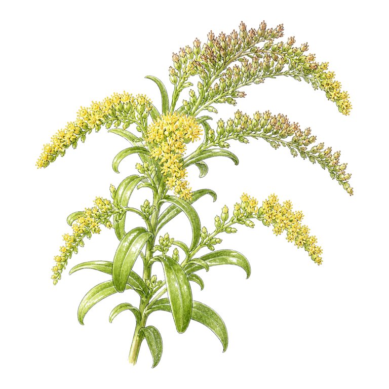 Illustration of a single Azorean goldenrod (Solidago azorica) for the Azores species directory