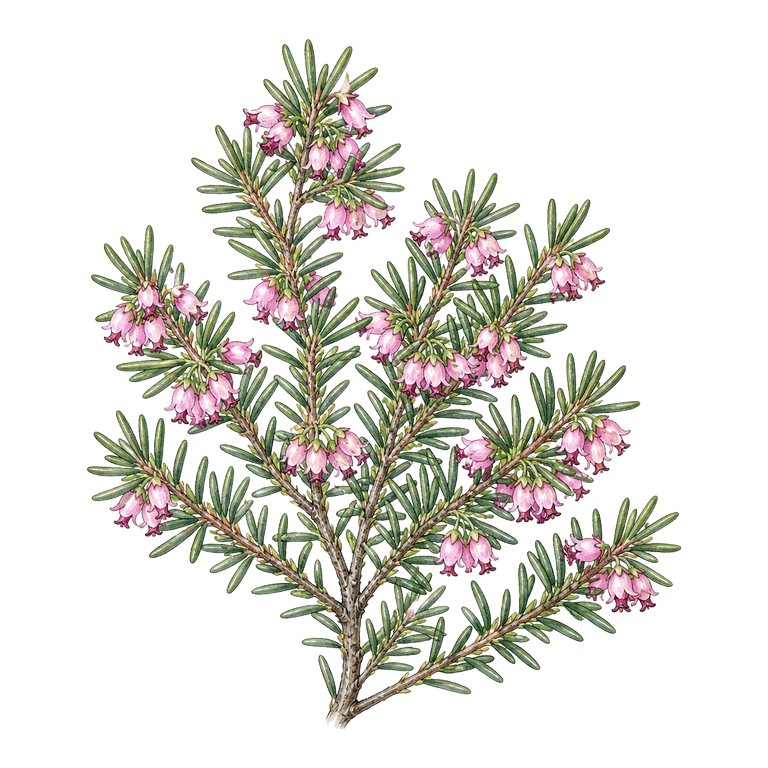 Illustration of a single Azorean heather (Erica azorica) for the Azores species directory