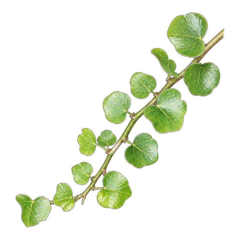 Illustration of a single Azorean ivy (Hedera azorica) for the Azores species directory