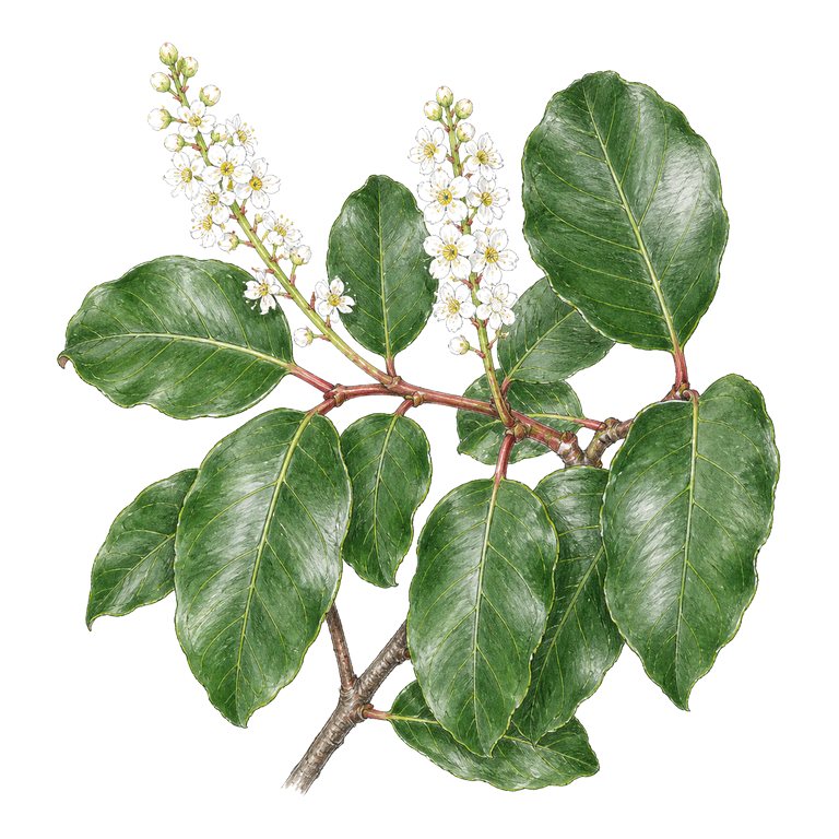 Illustration of a single Azorean laurel cherry (Prunus lusitanica subsp. azorica) for the Azores species directory