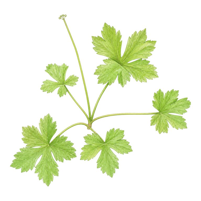 Illustration of a single Azorean sanicle (Sanicula azorica) for the Azores species directory