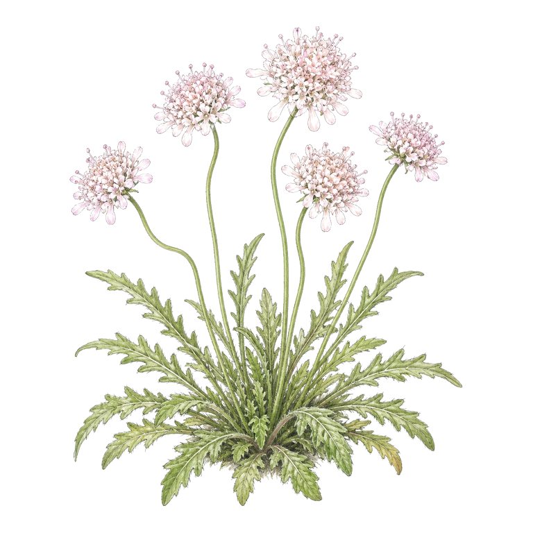 Illustration of a single Azorean scabious (Scabiosa nitens) for the Azores species directory