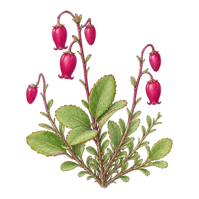 Illustration of a single Azorean St Dabeoc's heath (Daboecia azorica) for the Azores species directory