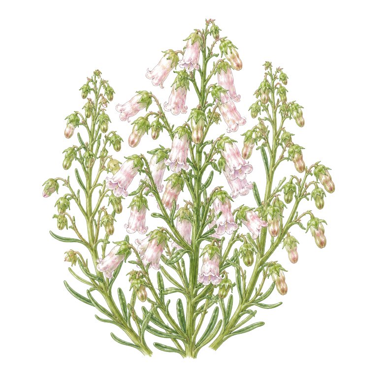 Illustration of a single Azores bellflower (Azorina vidalii) for the Azores species directory