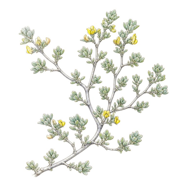 Illustration of a single Azores bird's-foot trefoil (Lotus azoricus) for the Azores species directory