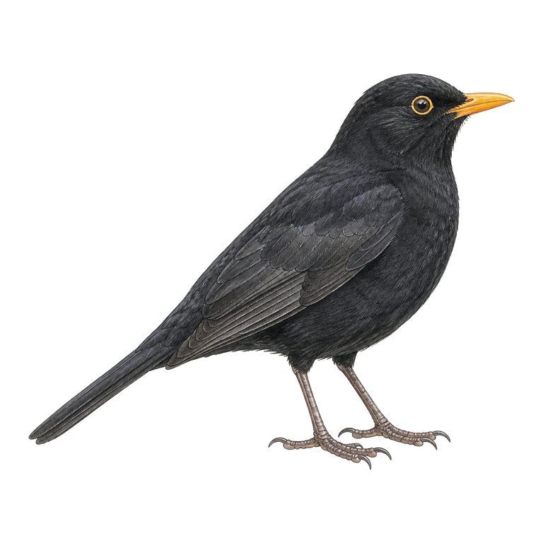 Illustration d’un seul Azores blackbird (Turdus merula azorensis) pour le répertoire des espèces des Açores