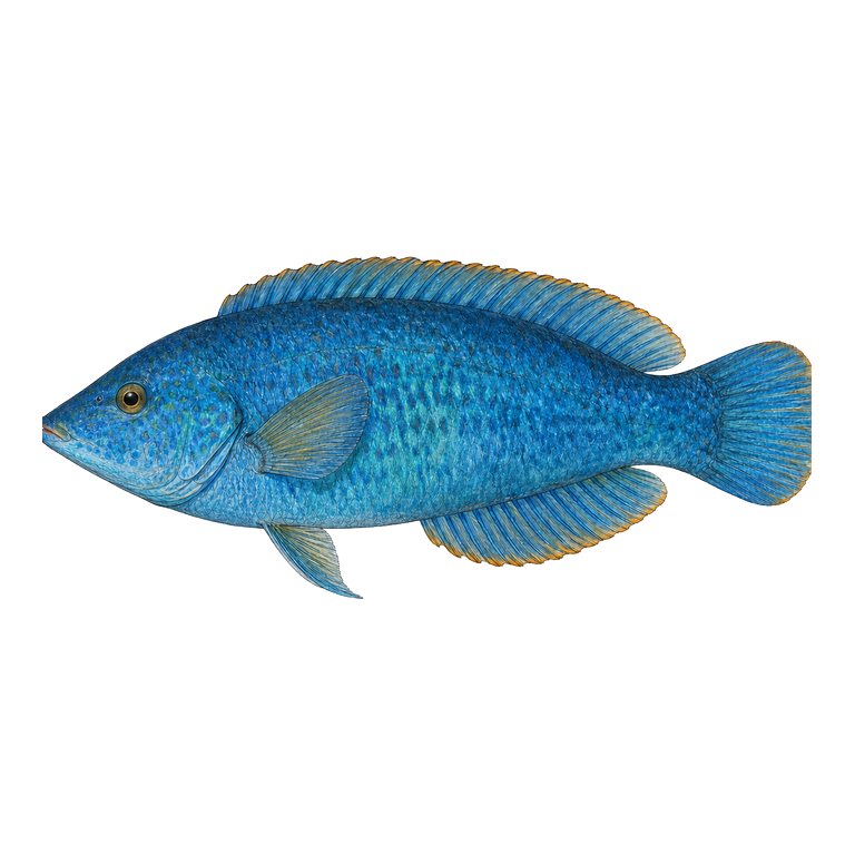 Illustration of a single Blue rockfish (Azores endemic wrasse) (Symphodus caeruleus) for the Azores species directory