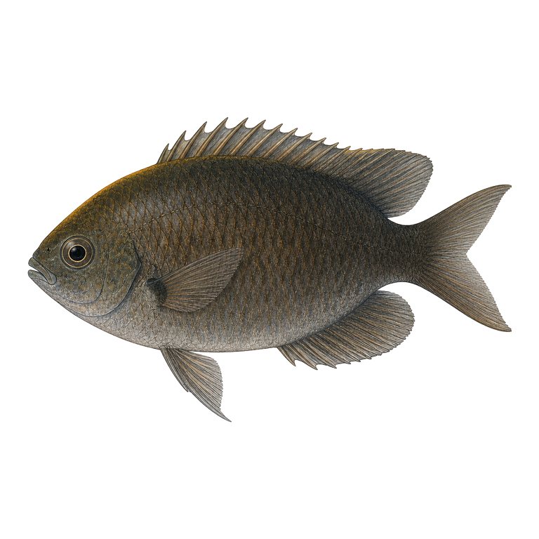 Illustration of a single Azores chromis (Chromis limbata) for the Azores species directory