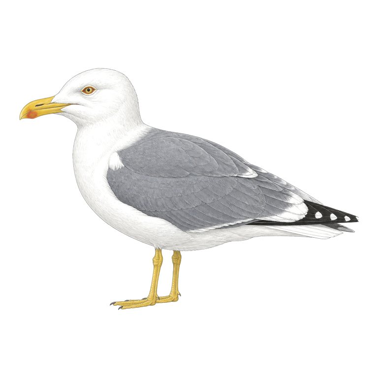 Illustration d’un seul Azores yellow-legged gull (Larus michahellis atlantis) pour le répertoire des espèces des Açores