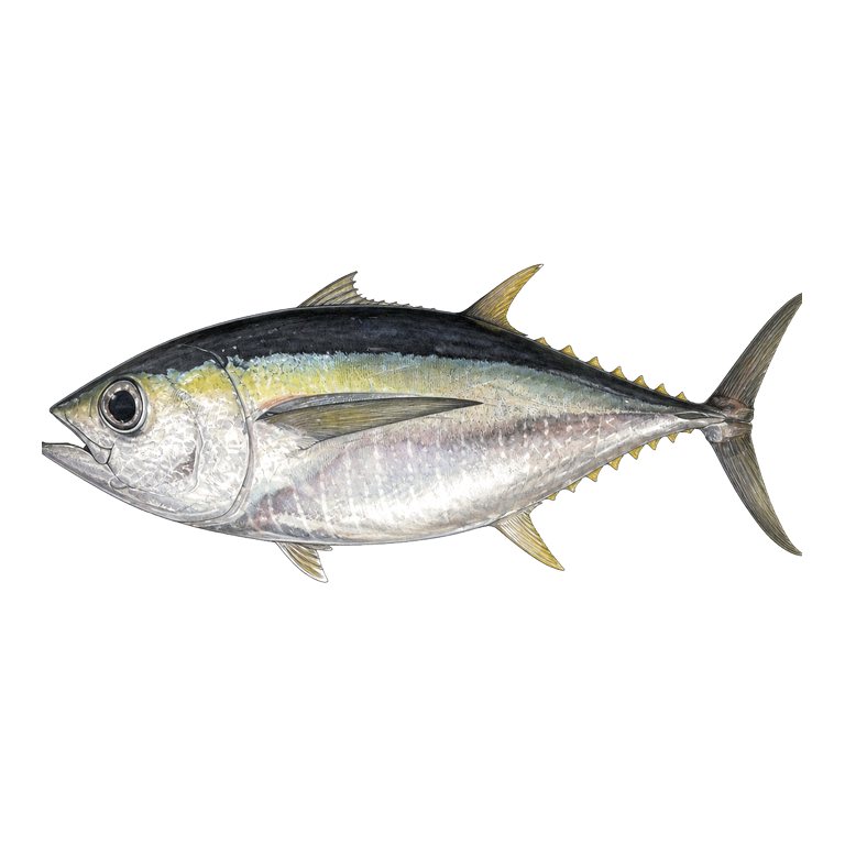 Illustration of a single Bigeye tuna (Thunnus obesus) for the Azores species directory