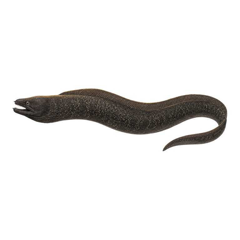 Illustration of a single Black moray (Muraena augusti) for the Azores species directory