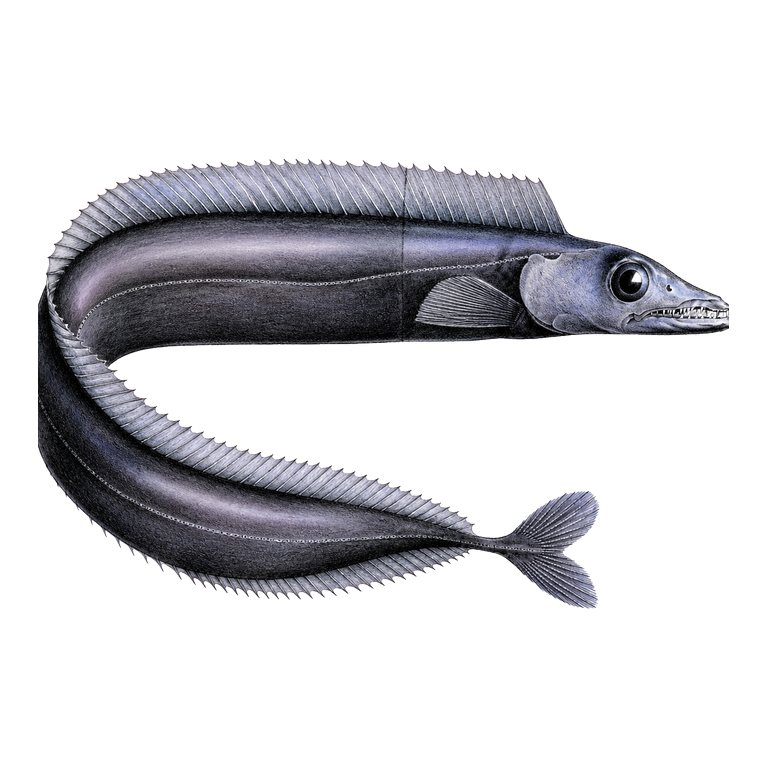 Illustration of a single Black scabbardfish (Aphanopus carbo) for the Azores species directory