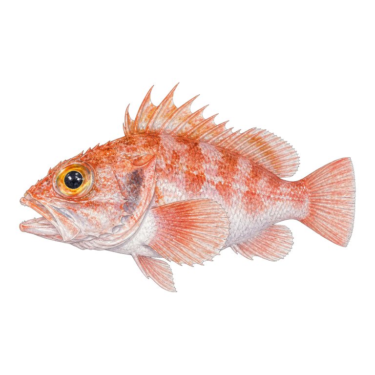 Illustration of a single Blackbelly rosefish (Helicolenus dactylopterus) for the Azores species directory