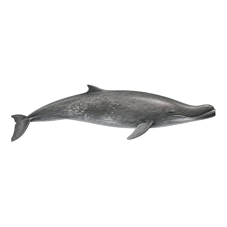 Illustratie van één Blainville's beaked whale (Mesoplodon densirostris) voor de soortengids van de Azoren