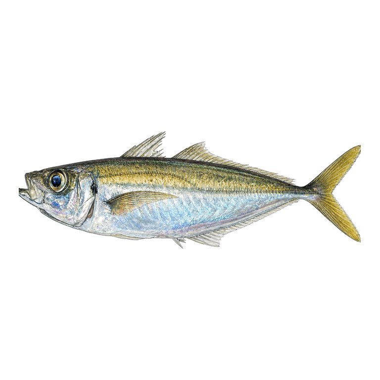 Illustration of a single Blue jack mackerel (Trachurus picturatus) for the Azores species directory