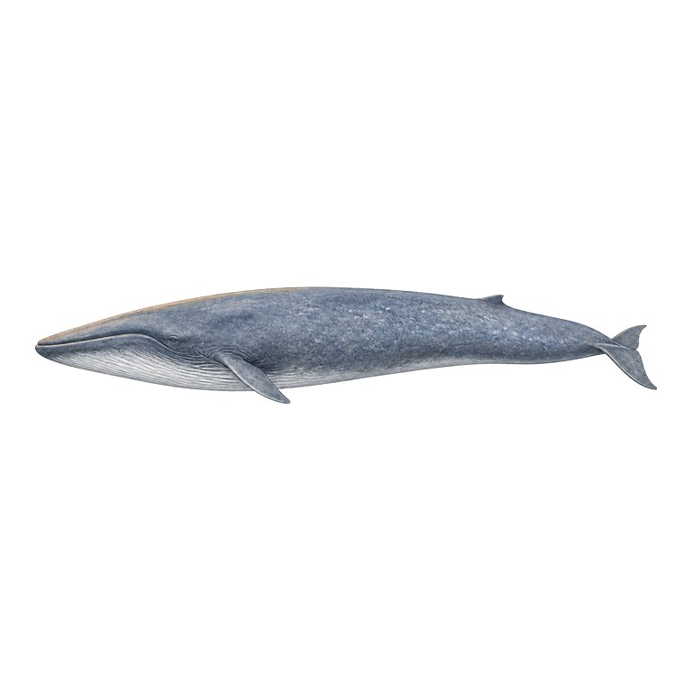 Illustratie van één Blue whale (Balaenoptera musculus) voor de soortengids van de Azoren