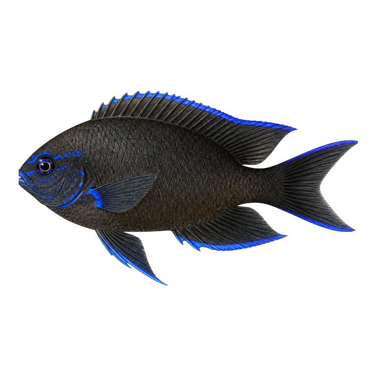 Illustration of a single Canary damsel (Similiparma lurida) for the Azores species directory