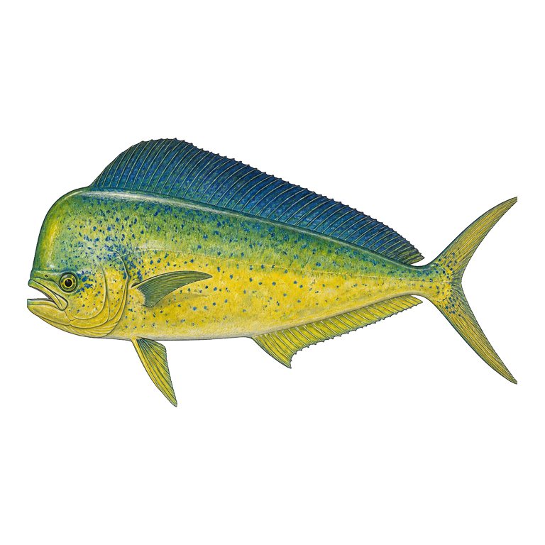 Illustration of a single Common dolphinfish (Coryphaena hippurus) for the Azores species directory