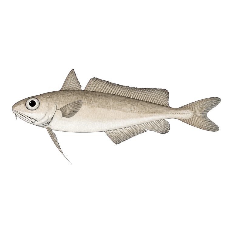 Illustration of a single Common mora (Mora moro) for the Azores species directory