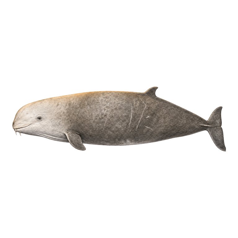 Illustratie van één Cuvier's beaked whale (Ziphius cavirostris) voor de soortengids van de Azoren