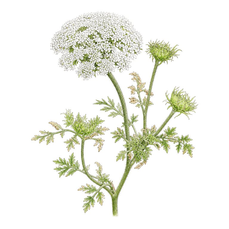 Illustration of a single Azores endemic — Daucus carota subsp. azoricus (Daucus carota subsp. azoricus) for the Azores species directory