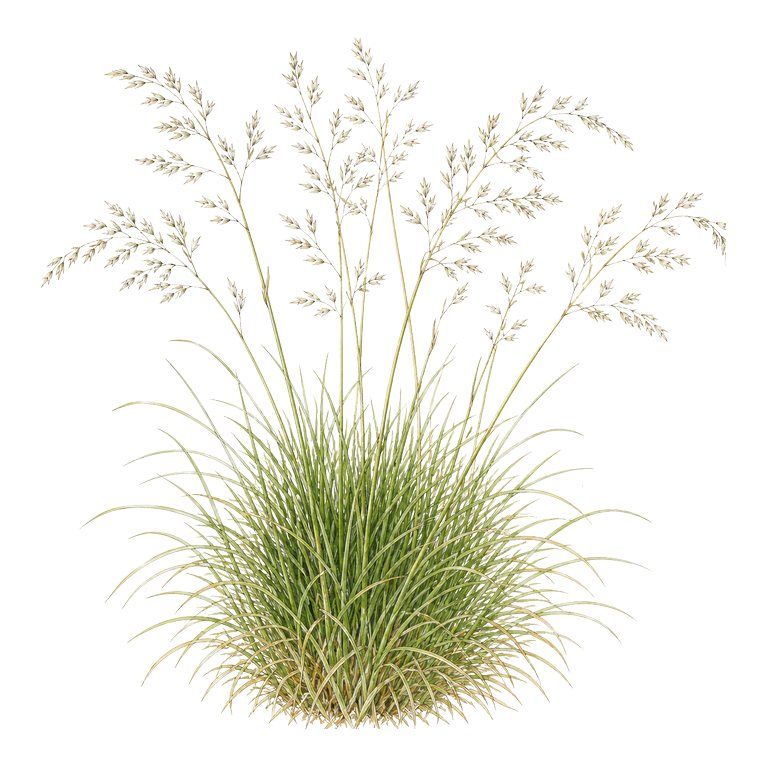 Illustration of a single Azores endemic — Deschampsia foliosa (Deschampsia foliosa) for the Azores species directory