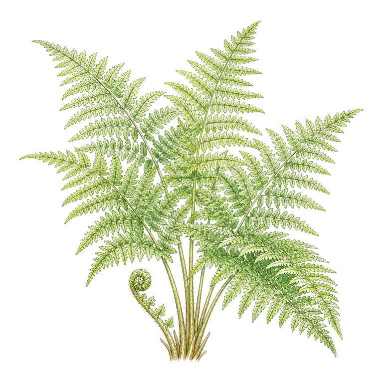 Illustration of a single Azores endemic — Dryopteris intermedia subsp. azorica (Dryopteris intermedia subsp. azorica) for the Azores species directory