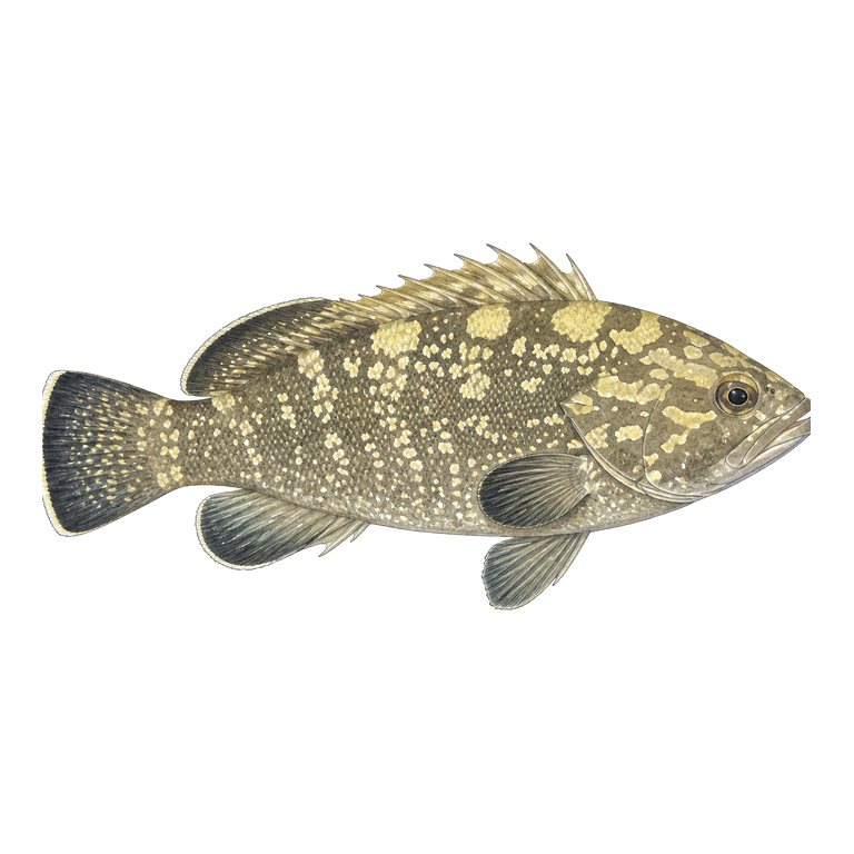 Illustration of a single Dusky grouper (Epinephelus marginatus) for the Azores species directory