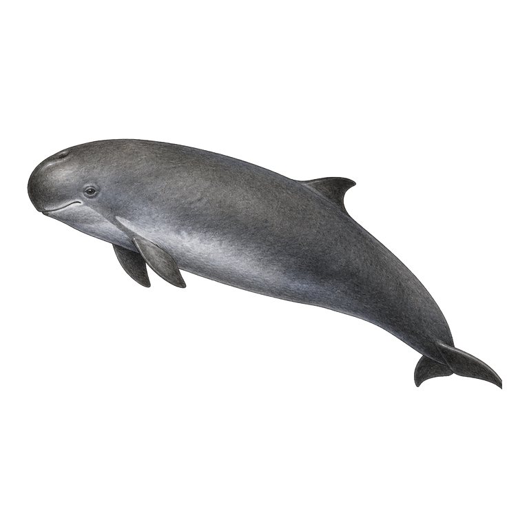 Illustratie van één Dwarf sperm whale (Kogia sima) voor de soortengids van de Azoren