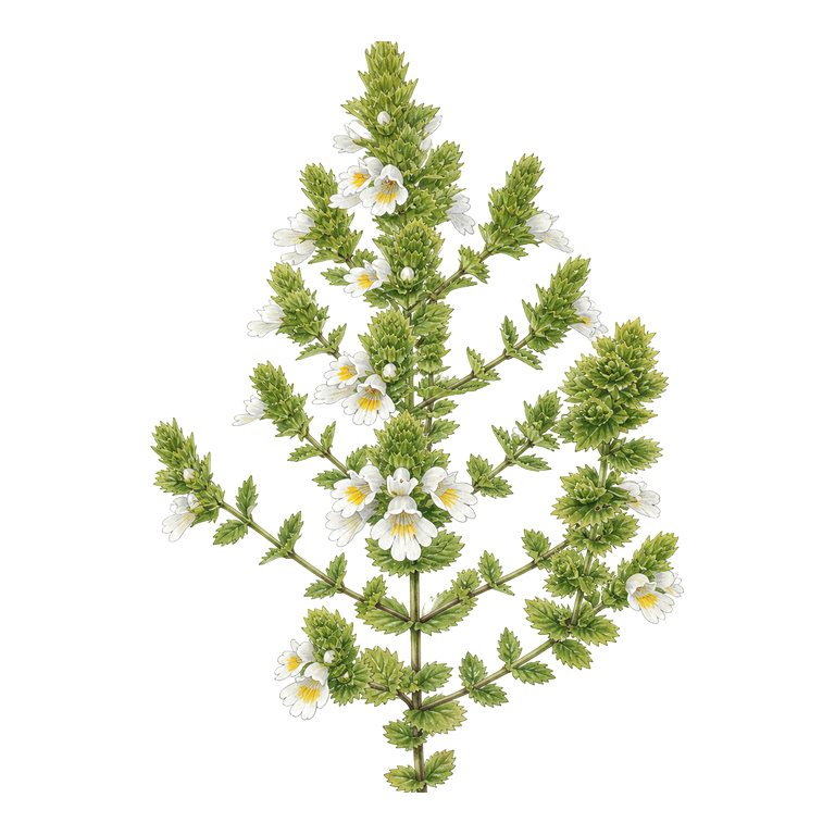 Illustration of a single Azores endemic — Euphrasia azorica (Euphrasia azorica) for the Azores species directory