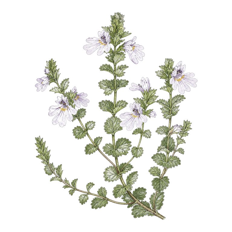 Illustration of a single Azores endemic — Euphrasia grandiflora (Euphrasia grandiflora) for the Azores species directory
