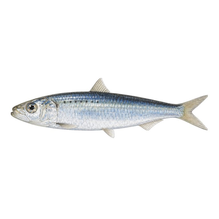 Illustration of a single European pilchard (sardine) (Sardina pilchardus) for the Azores species directory