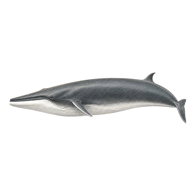 Illustratie van één Fin whale (Balaenoptera physalus) voor de soortengids van de Azoren