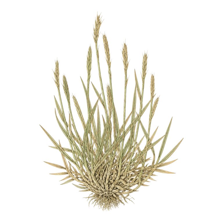 Illustration of a single Azores endemic — Gaudinia coarctata (Gaudinia coarctata) for the Azores species directory