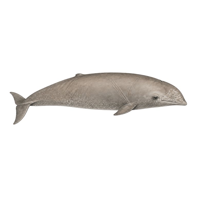 Illustratie van één Gervais' beaked whale (Mesoplodon europaeus) voor de soortengids van de Azoren